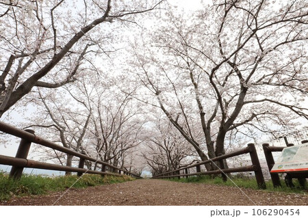 鍵・唐古遺跡の桜 106290454