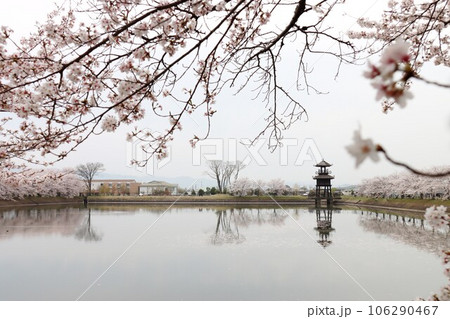 鍵・唐古遺跡の桜 106290467