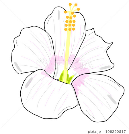 white lily flower	 106290817