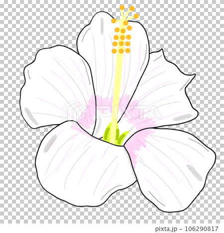 white lily flower	 106290817