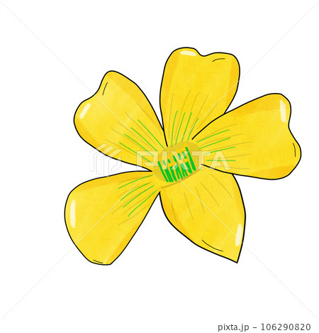 yellow flower isolated on white background 106290820
