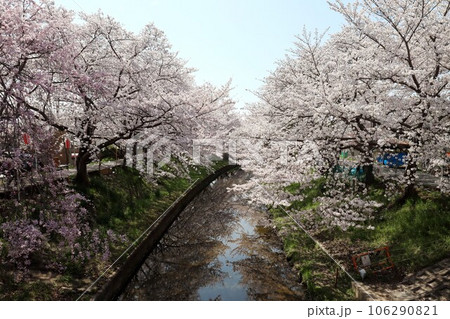 佐保川桜並木 106290821