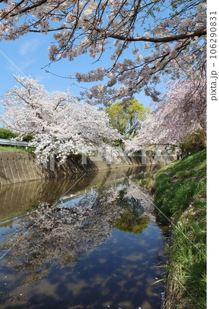 佐保川桜並木 佐保川桜並木 106290831