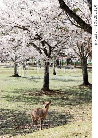 桜のある奈良の風景 106291120