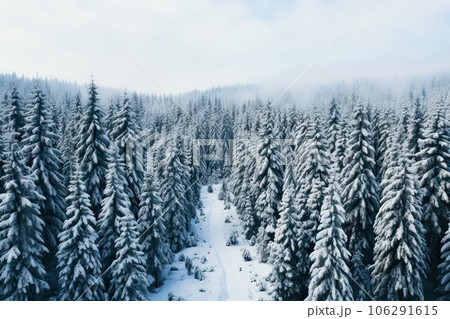 Photography of Pine Trees Covered With Snow in froggy forest Photography of Pine Trees Covered With Snow in froggy forest 106291615