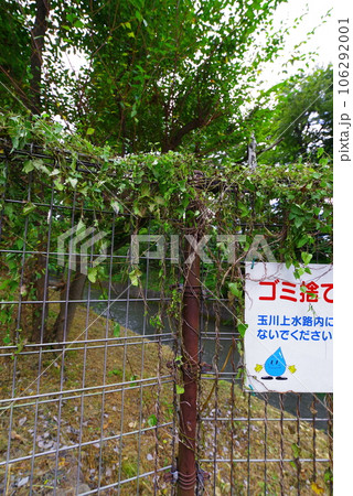 昭島市の美堀橋から望む玉川上水 昭島市の美堀橋から望む玉川上水 106292001