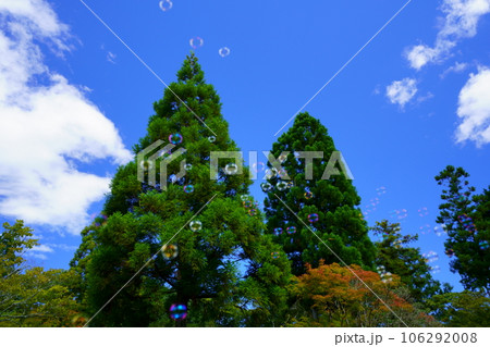 夏休み・紺碧の空に舞い上がるしゃぼん玉 夏休み・紺碧の空に舞い上がるしゃぼん玉 106292008