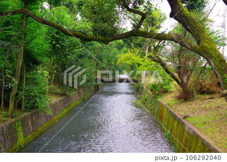 昭島市の美堀橋から望む玉川上水 106292040