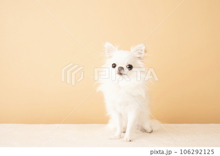 ベージューバックとお座りしたロングコートチワワの結ちゃん 106292125