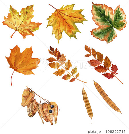 Autumn set of leaves and fruits on an isolated white background, hand drawing, botanical painting for design, watercolor illustration, template for packaging and stickers. 106292715