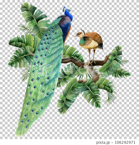 Peacock birds sitting on branches in tropical palm leaves watercolor illustration isolated on white background. Summer nature realistic detailed clipart 106292971