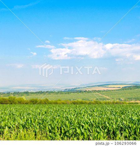 Green field of corn and blue sky. 106293066