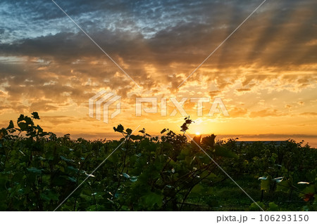 Early autumn morning, the rays of the sun break through the clouds. Backlit shot. Vines in the foreground. North Caucasus, landscape with copy space 106293150