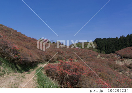 春の大和葛城山の葛城高原とツツジ、奈良県御所市櫛羅 106293234