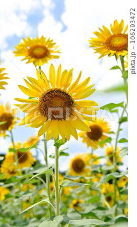 空を見上げる向日葵 106293472