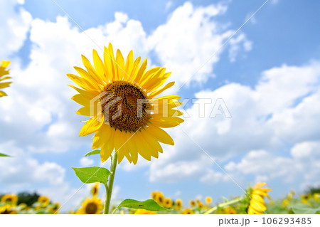 空を見上げる向日葵 空を見上げる向日葵 106293485