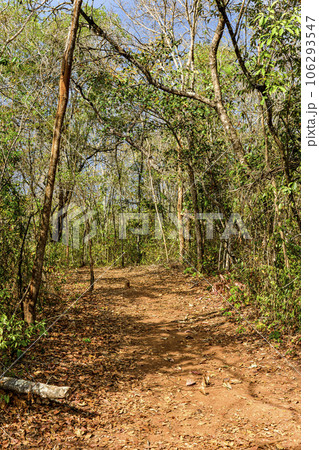 Dirt path among the dense twisted vegetation Dirt path among the dense twisted vegetation 106293547