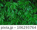 画面いっぱいの緑の葉　イヌシデ 106293764