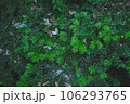画面いっぱいの緑の葉　カヤ 106293765