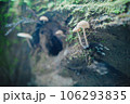 神秘的なきのこ 106293835