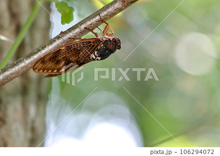 アブラゼミ 106294072