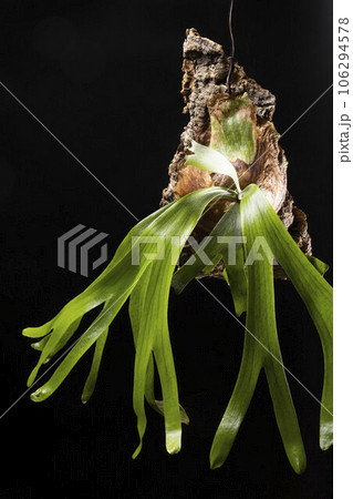 ビカクシダアフリカンオディッテイ 106294578