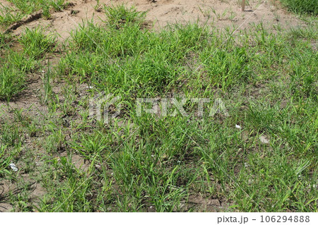 空き地 荒地 雑草 土地 vacant lot 空き地 荒地 雑草 土地 vacant lot 106294888