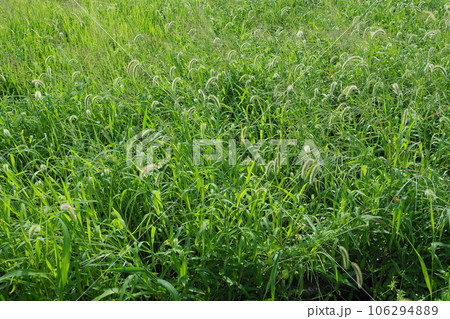 空き地 荒地 雑草 土地 vacant lot 空き地 荒地 雑草 土地 vacant lot 106294889