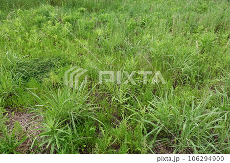 空き地 荒地 雑草 土地 vacant lot 空き地 荒地 雑草 土地 vacant lot 106294900