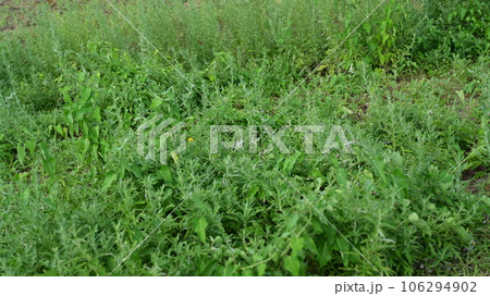 空き地 荒地 雑草 土地 vacant lot 空き地 荒地 雑草 土地 vacant lot 106294902