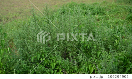 空き地 荒地 雑草 土地 vacant lot 空き地 荒地 雑草 土地 vacant lot 106294903