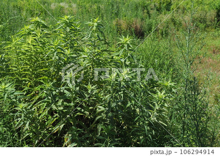 空き地 荒地 雑草 土地 vacant lot 空き地 荒地 雑草 土地 vacant lot 106294914