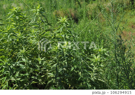 空き地 荒地 雑草 土地 vacant lot 空き地 荒地 雑草 土地 vacant lot 106294915