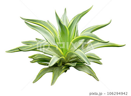 Agave plant isolated on white background. Agave plant isolated on white background. 106294942
