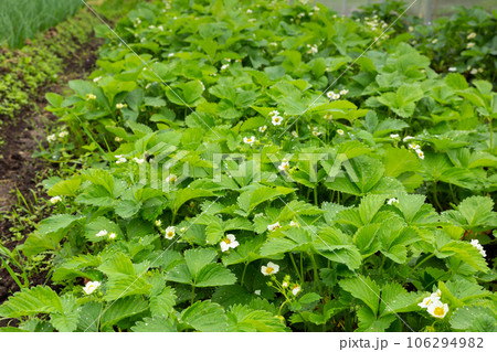 Strawberry plant in the garden with white flowers and green leaves. Growing strawberries 106294982
