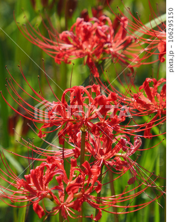 Lycoris radiata Herb (ヒガンバナ) 106295150
