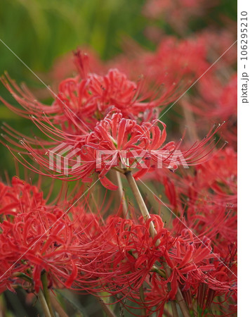 Lycoris radiata Herb (ヒガンバナ) Lycoris radiata Herb (ヒガンバナ) 106295210