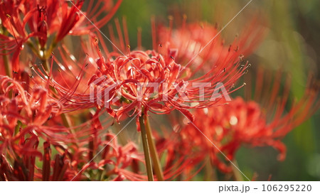 Lycoris radiata Herb (ヒガンバナ) 106295220