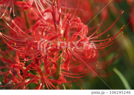 Lycoris radiata Herb (ヒガンバナ) 106295246