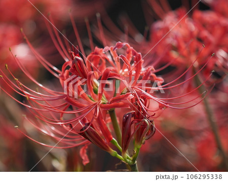 ヒガンバナ(リコリス) 106295338