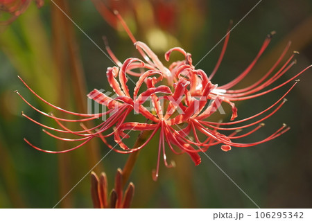 ヒガンバナ(リコリス) 106295342