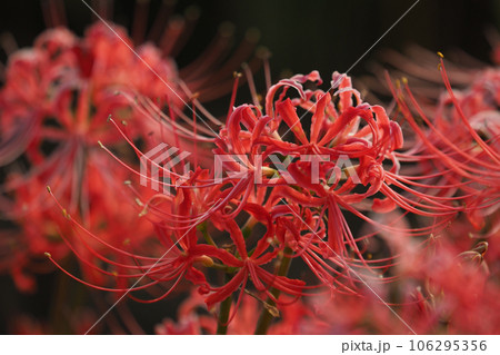 ヒガンバナ(リコリス) 106295356
