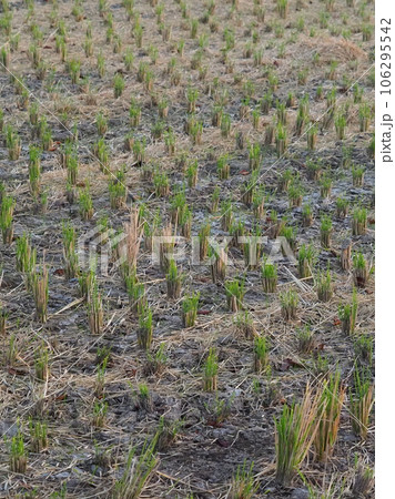 農業イメージ(稲作:秋/収穫後) 農業イメージ(稲作:秋/収穫後) 106295542