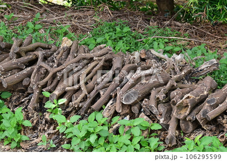 焚き木イメージ(キャンプなどに) 106295599