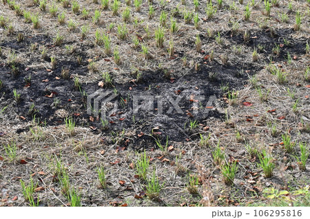 農業イメージ(稲作:田焼き) 農業イメージ(稲作:田焼き) 106295816