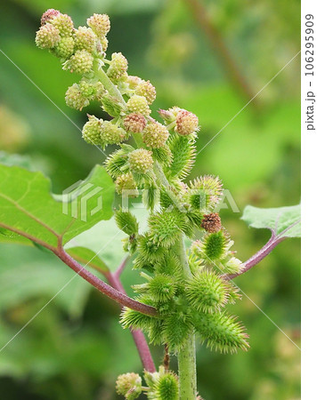 オナモミ（くっつき虫） 106295909