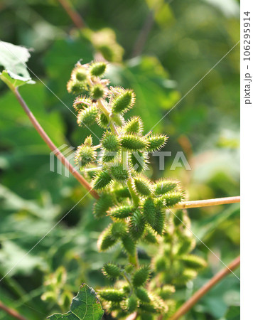 オナモミ（くっつき虫） 106295914