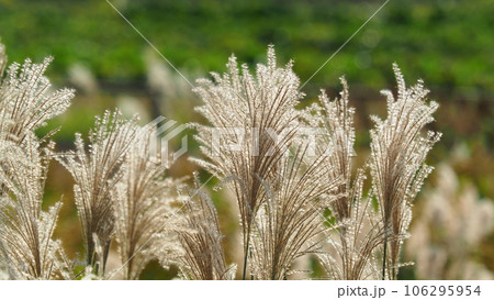 ススキ(秋のイメージや日本文化に) 106295954