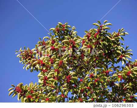 クロガネモチ(縁起物にも) クロガネモチ(縁起物にも) 106296303