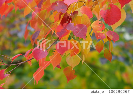 紅葉(ナンキンハゼ/なんきんはぜ/南京櫨) 紅葉(ナンキンハゼ/なんきんはぜ/南京櫨) 106296367